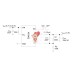 AP3402KTTR-G1DICT-ND